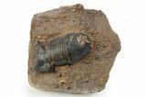 Paralejurus Trilobite With Microfossils - Lghaft, Morocco #243838-1